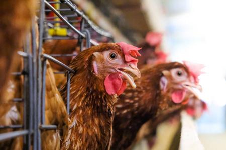 层鸡与多级生产线输送机生产线的鸡蛋鸡场层农场住房农业技术设备厂.
